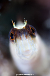 Blenny...very close ;-) by Rico Besserdich 